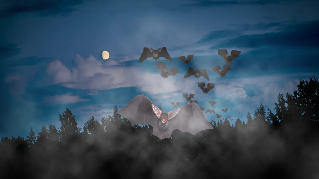 Bats at night